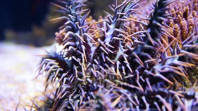A close up shot of a crown of throns starfish inside an aquarium.