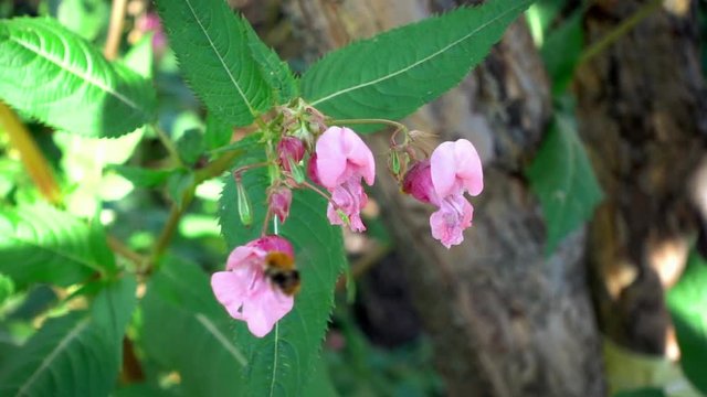 Impatiens glandulifera Royle and bumblebee