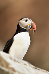 Puffin beak full of fish. Puffin portrait, Norway.
