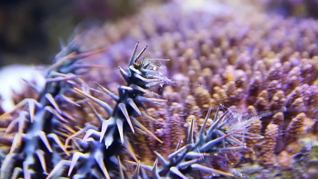 A close up shot of a crown of throns starfish inside an aquarium.