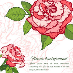 Rose hand drawn illustration