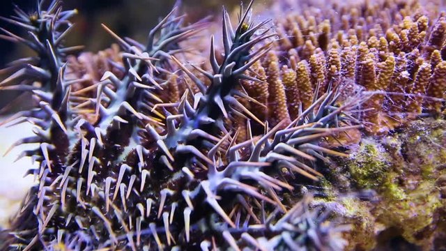 A close up shot of a crown of throns starfish inside an aquarium.