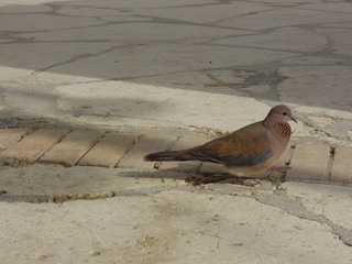 dove