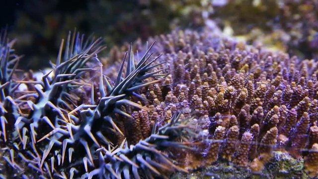 A close up shot of a crown of throns starfish inside an aquarium.