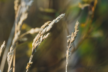 Fall background. Dry grass on a meadow, macro photography.