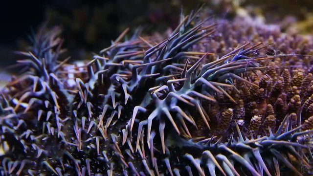 A close up shot of a crown of throns starfish inside an aquarium.