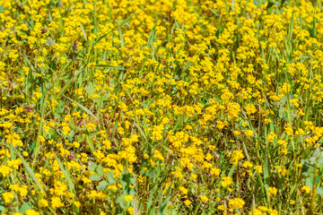 meadow with yellow wildflowers