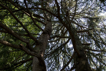 rami di alberi © Matteo
