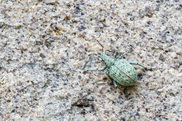 Gorgojo verde. Hypomeces squamosus.