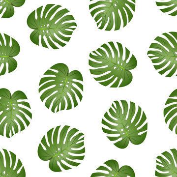 Philodendron Monstera Leaf on White Background