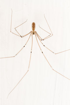 Pholcus phalangioides. Araña de patas largas.