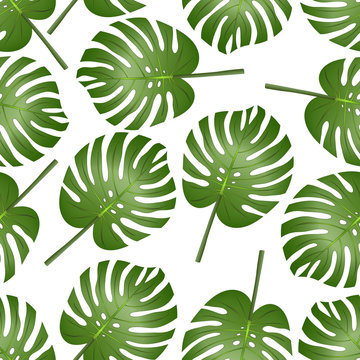 Philodendron Monstera Leaf Seamless isolated on White Background.