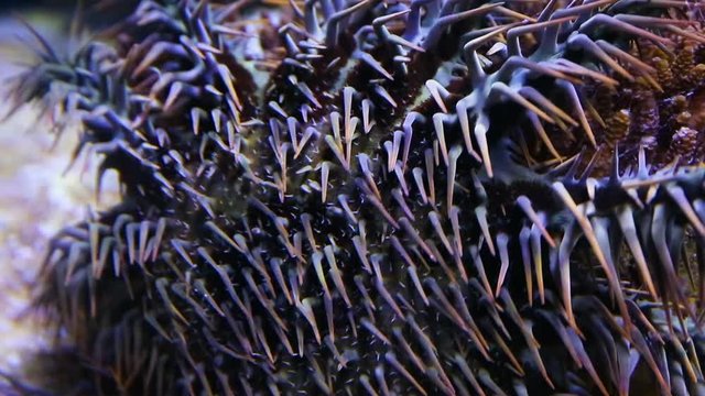 A close up shot of a crown of throns starfish inside an aquarium.