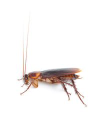 cockroach isolated on white background