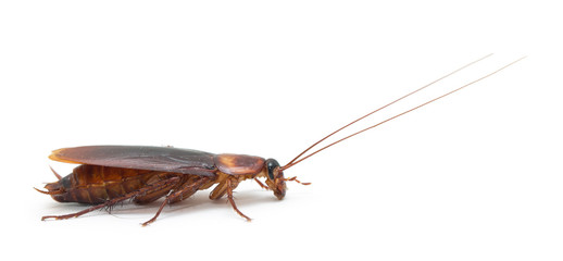 cockroach isolated on white background