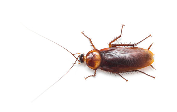 Cockroach Isolated On White Background