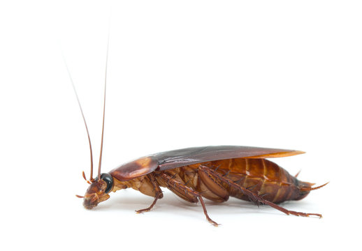 cockroach isolated on white background