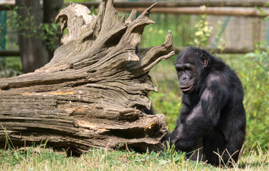 Chimpanzé à dos argenté