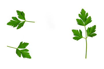 garden parsley stalks with leaves on white background with copy space