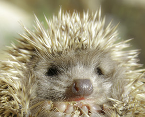 Hedgehog