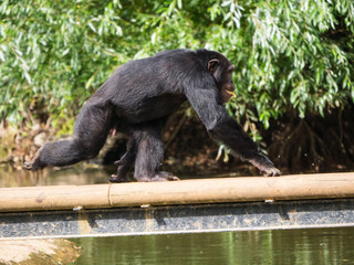 Chimpanzé à dos argenté