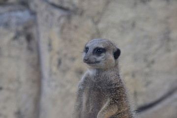 Fototapeta premium safari