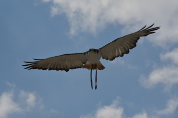 safari