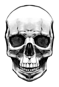 Female skull painted with texture brush