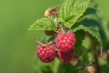 close up of raspberry bush with red berries on green background