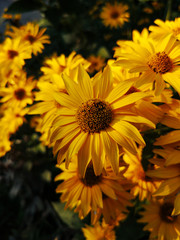 schöne gelbe Blumen Nahaufnahme