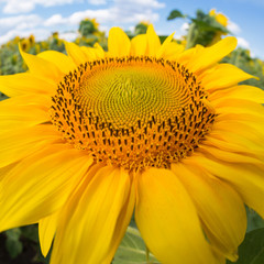 one golden sunflower close-up on agricultural land, fish eye lens, beautiful distortion, picture with details, concept