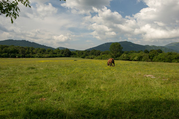 The road to Santiago between Roncesvalles and Zubiri