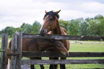 horse in summer on a meadow behind a wooden fence