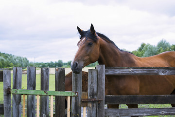 horse in summer on a meadow behind a wooden fence
