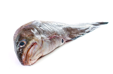 Forkbeard fish in studio