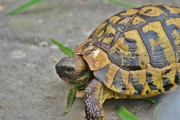 A close up photo of a turtle walking on the ground in the ruins of the ancient city of Philippi. Greece