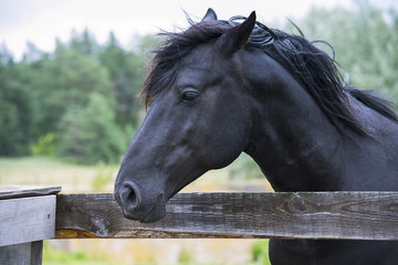 horse in summer on a meadow behind a wooden fence