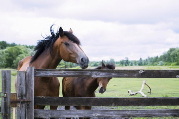 horse in summer on a meadow behind a wooden fence