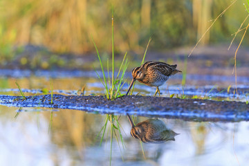 snipe looking for insects in the morning swamp
