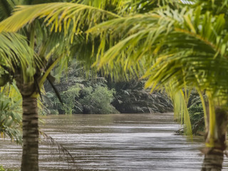 A telephoto image of the Khao Saming River framed by palm trees in Trat Province, eastern Thailand