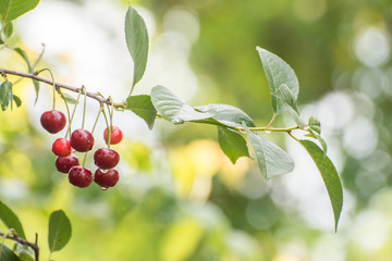 Red cherry fruit © Julija