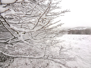 Fresh snowfall sits on slender tree branches in Herefordshire, UK