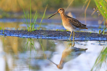 snipe with beautiful plumage, hunting trophy