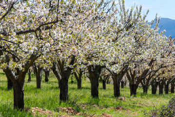 Fototapeta premium Cherry blossoms, Caderechas valley, Spain