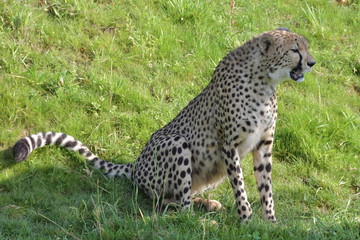 Safari