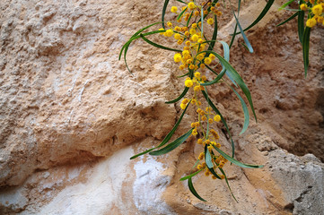 yellow feathery flowers of a sally wattle - obrazy, fototapety, plakaty