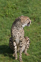 Safari