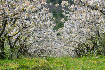 Fototapeta premium Cerezos en flor, valle de Caderechas, España