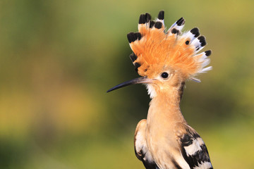 hoopoe disclosed with bangs summer day © drakuliren