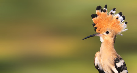 bird with a crest on the head, view wildlife © drakuliren